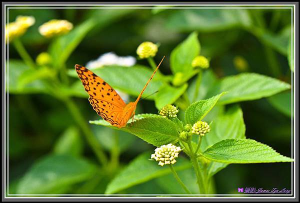 Butterfly-00074