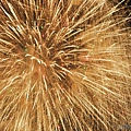 Fireworks-00022