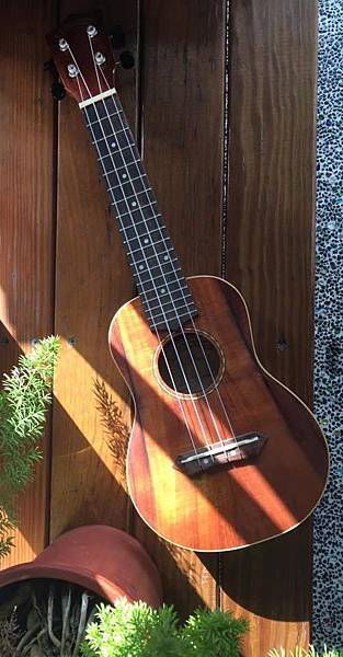 21%22亞洲相思木(全身)