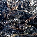 Cobia fighting for food.jpg