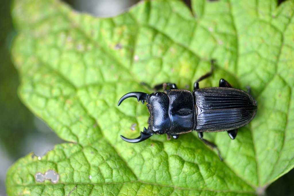 J18_0864台灣肥角鍬形蟲_003.jpg J18_0864台灣肥角鍬形蟲_003.jpg