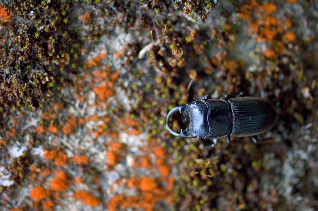 J18_0854台灣肥角鍬形蟲_001.jpg J18_0854台灣肥角鍬形蟲_001.jpg