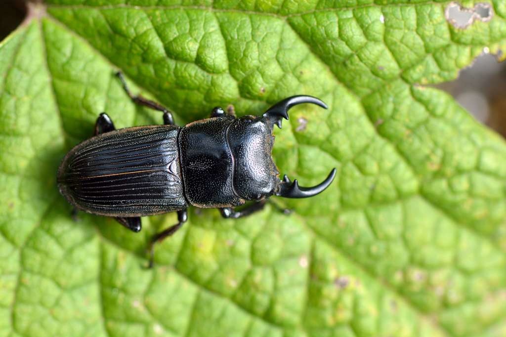 J18_0874台灣肥角鍬形蟲_004.jpg J18_0874台灣肥角鍬形蟲_004.jpg