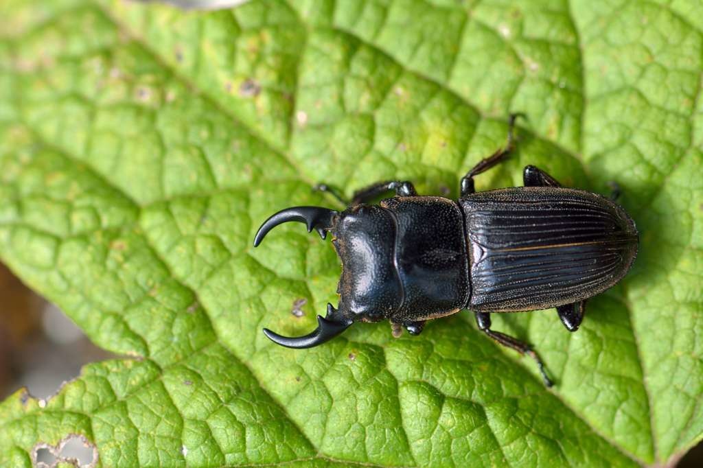 J18_0875_005.jpg J18_0875_005.jpg