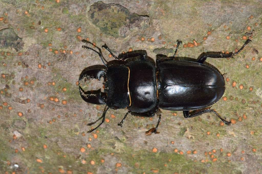 台灣扁鍬形蟲D15_7074_012.jpg 台灣扁鍬形蟲D15_7074_012.jpg