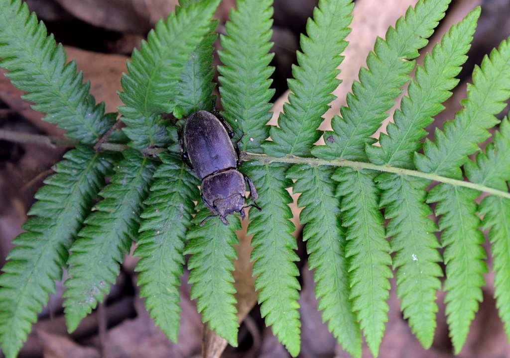 深山扁鍬形蟲619_8915_019.jpg 深山扁鍬形蟲619_8915_019.jpg