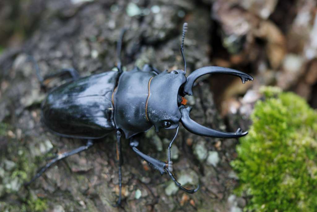 鬼艷鍬形蟲DSC_2112_018.jpg 鬼艷鍬形蟲DSC_2112_018.jpg