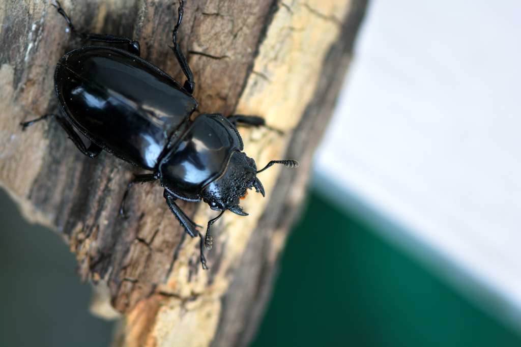 漆黑鹿角鍬形蟲D17_0240_024.jpg 漆黑鹿角鍬形蟲D17_0240_024.jpg