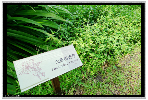 大葉甜香草
