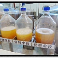 不同時期的發酵狀況