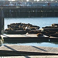 occupied by seals
