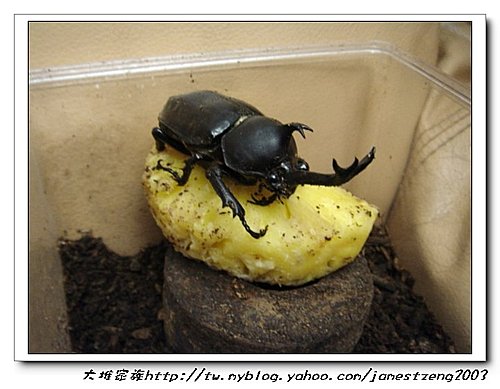 阿肥的獨角仙昇天囉 大堆家族的部落格 痞客邦 阿肥的獨角仙昇天囉 大堆家族的部落格 痞客邦