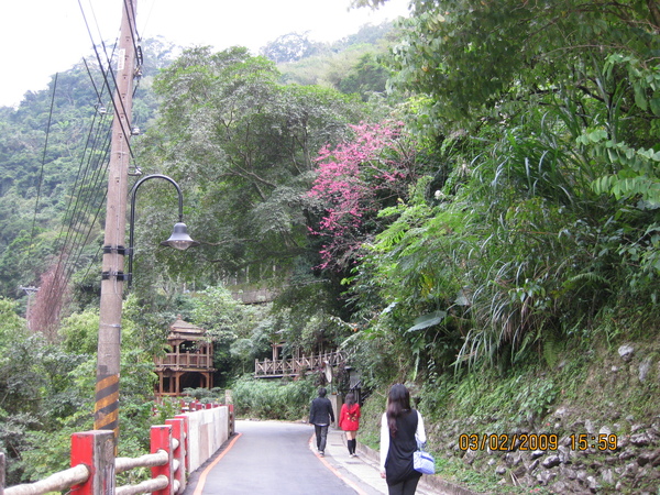 沿途櫻花