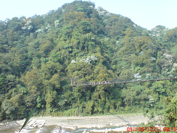 滿山遍野的桐花