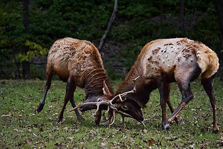 elk fight medium_5059056234