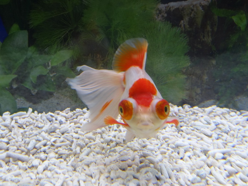 Goldfish_04.JPG