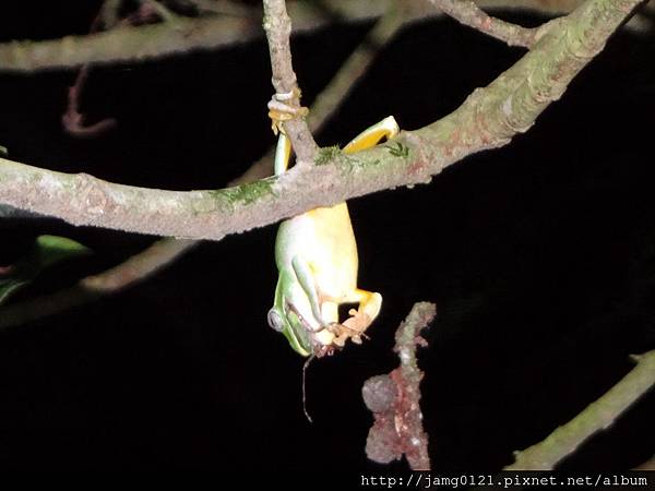 夜探富陽森林公園_16.JPG