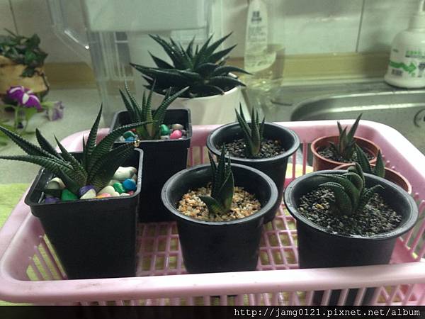 琉璃殿分盆_4.JPG 琉璃殿分盆_4.JPG