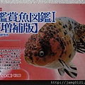 原色鑑賞魚圖鑑Ⅰ改訂增補版_60.JPG