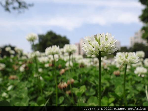 白花苜蓿_08.JPG