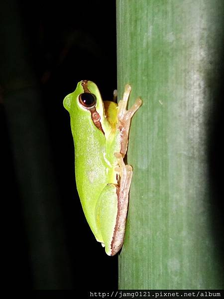 東湖菜園夜拍_10.JPG