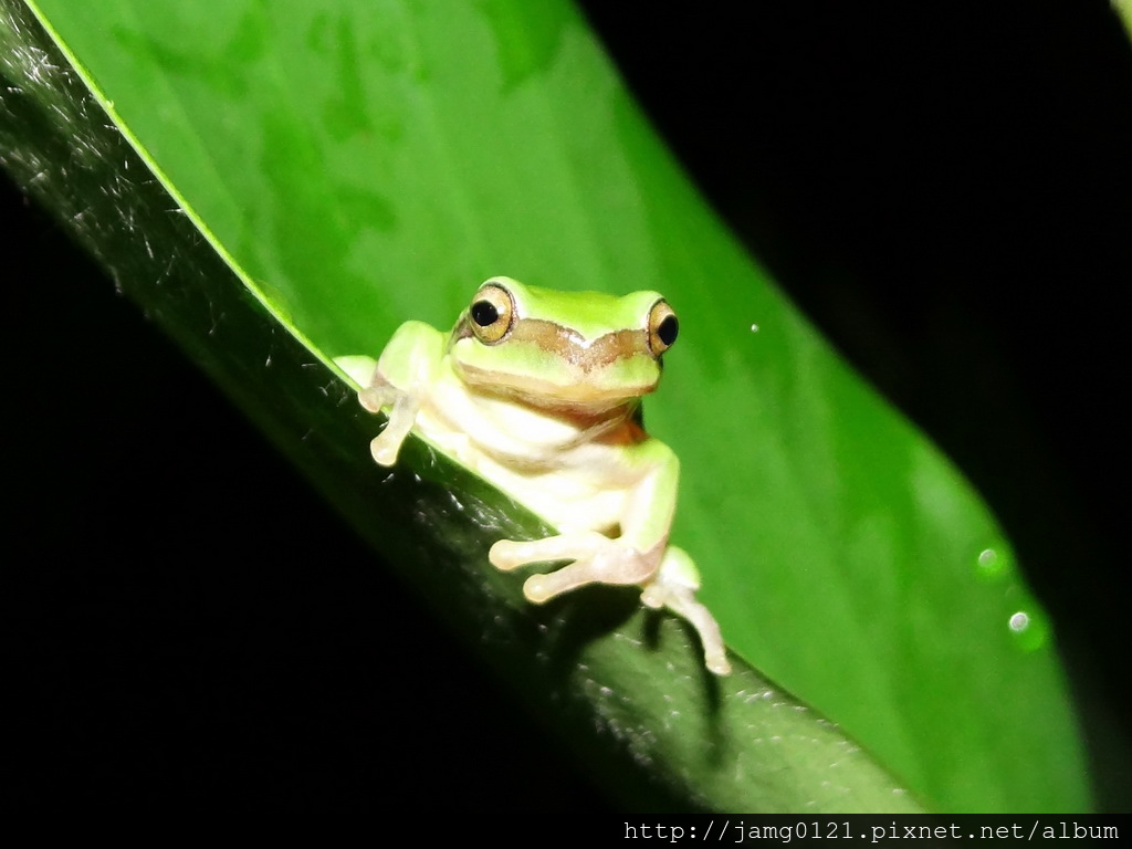 東湖菜園夜拍_16.JPG 東湖菜園夜拍_16.JPG