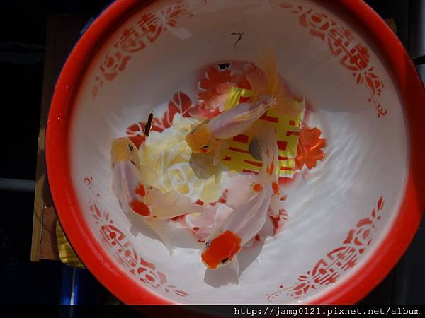 混血東錦白勝組三年紀錄_16.JPG 混血東錦白勝組三年紀錄_16.JPG