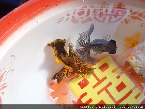 小蝶虎剝紀錄_09.JPG 小蝶虎剝紀錄_09.JPG