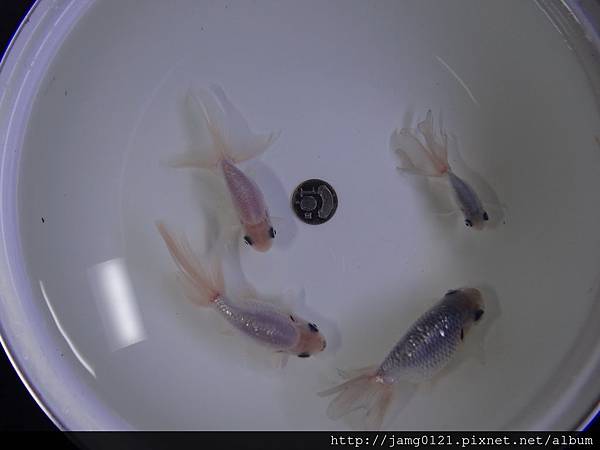 藍丹鳳成長紀錄_20.JPG 藍丹鳳成長紀錄_20.JPG