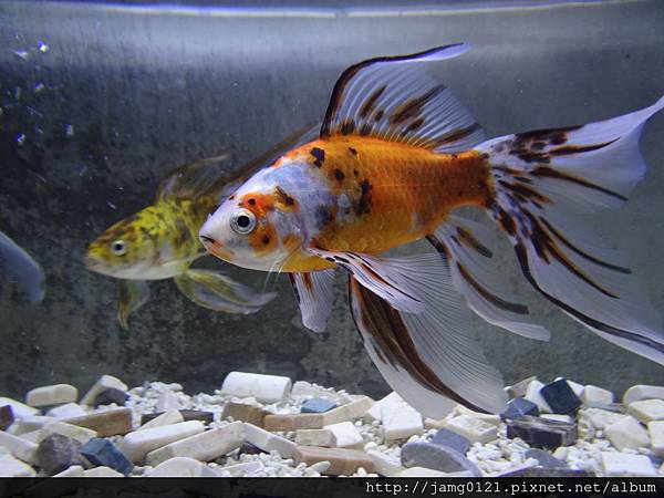 花花魚二年紀錄_11.JPG 花花魚二年紀錄_11.JPG
