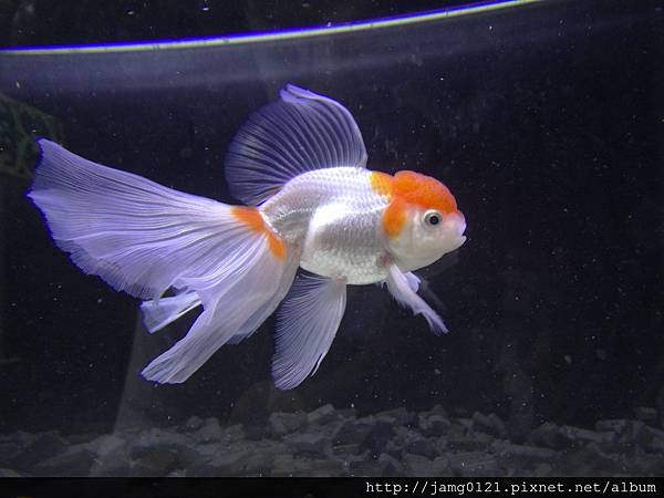 鳳尾高頭紀錄_15.JPG 鳳尾高頭紀錄_15.JPG