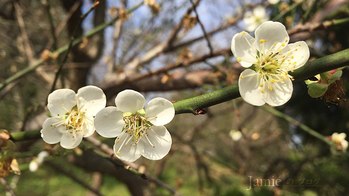 Plum_Park_沒花凋謝,越冷越開花,碰到暖冬提早凋謝.jpg 國花梅花盛開,公園百花齊放太漂亮拉,快點來賞花吧,FB打卡分享水水風景照.jpg