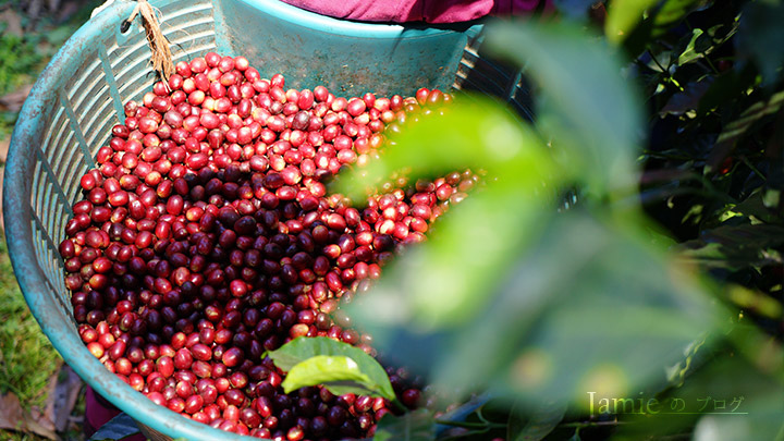 Panama Janson Coffee Farm.jpg 巴拿馬詹森莊園藝geisha詹森藝妓,走出來看看美景,喝了杯咖啡,麵包已經烤好了,你家就是我家的自有品牌出的新茶品蘋果紅茶因為一杯沖不好的咖啡,你家就是我家的出的新茶飲.jpg