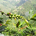 Columbian Coffee.jpg