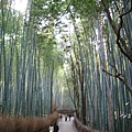 京都  嵐山嵯峨野