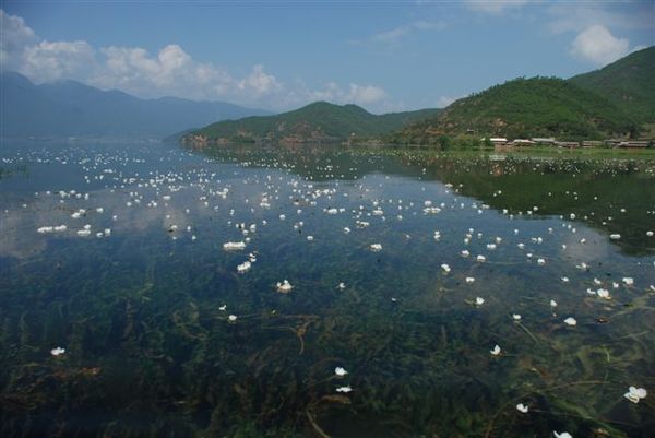 瀘沽湖--草海