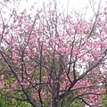 開滿樹的櫻花