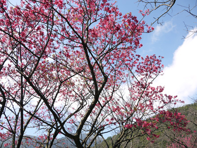 20140203陽明山賞櫻_05.jpg