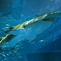 2012-11-19-10-登別海洋公園尼克斯水族館