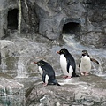 2012-11-19-13-登別海洋公園尼克斯水族館
