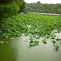 其實正在下大雨