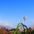 秋"管芒花