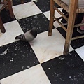 餐廳內也有鴿子