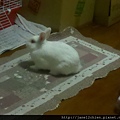 寶貝兔兒子QQ生活點滴照-20121228