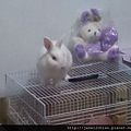 寶貝兔兒子QQ生活點滴照-20121228