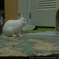 寶貝兔兒子QQ生活點滴照-20121229