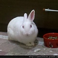 寶貝兔兒子QQ生活點滴照-20121231