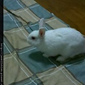 寶貝兔兒子QQ生活點滴照-20130109
