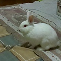 寶貝兔兒子QQ生活點滴照-20130111
