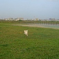 新竹狗狗公園03.JPG